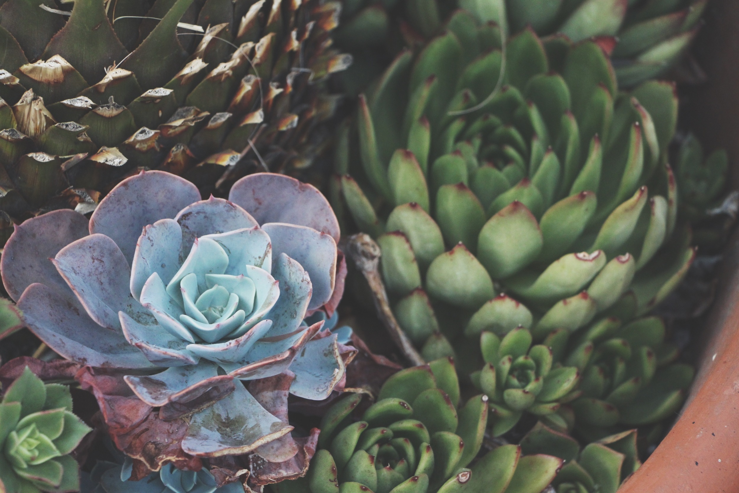 Cacti and Succulents in Old Town, CA via Needles + Leaves